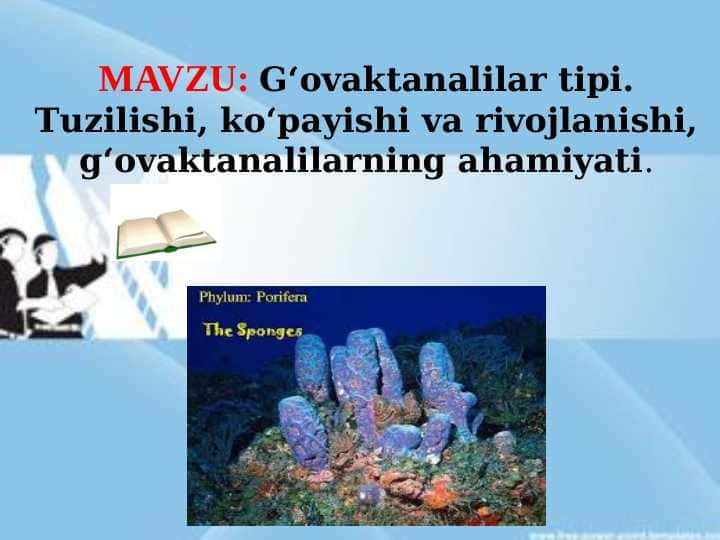 G‘ovaktanalilar tipi. Tuzilishi, ko‘payishi va rivojlanishi, g‘ovaktanalilarning ahamiyati