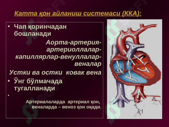 Qon aylanish fiziologiyasi 8