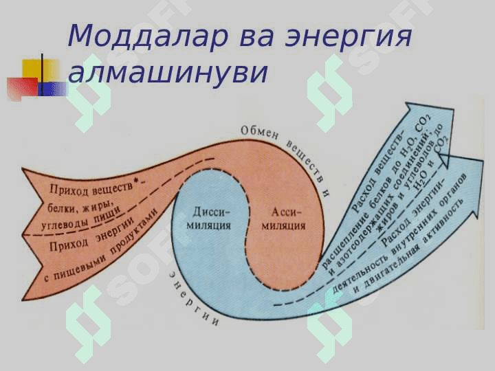 Moddalar almashinuvi 8