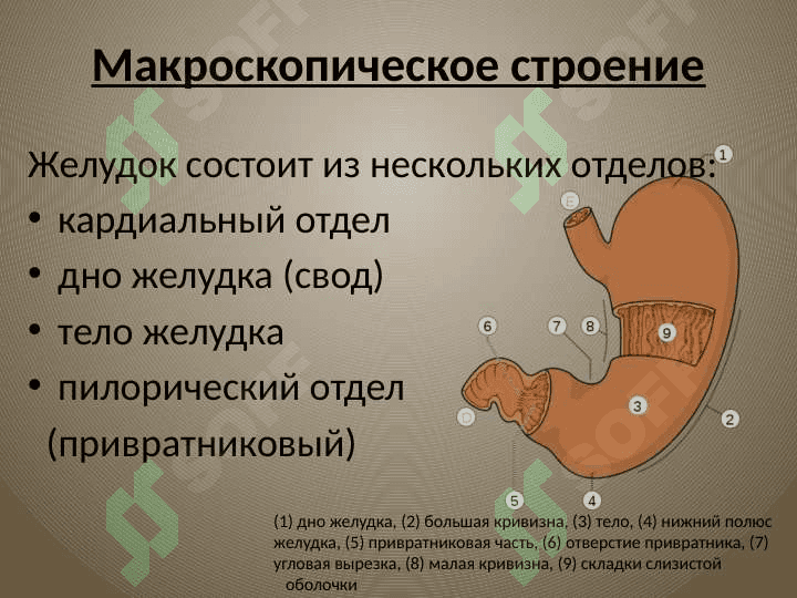 Желудок 2