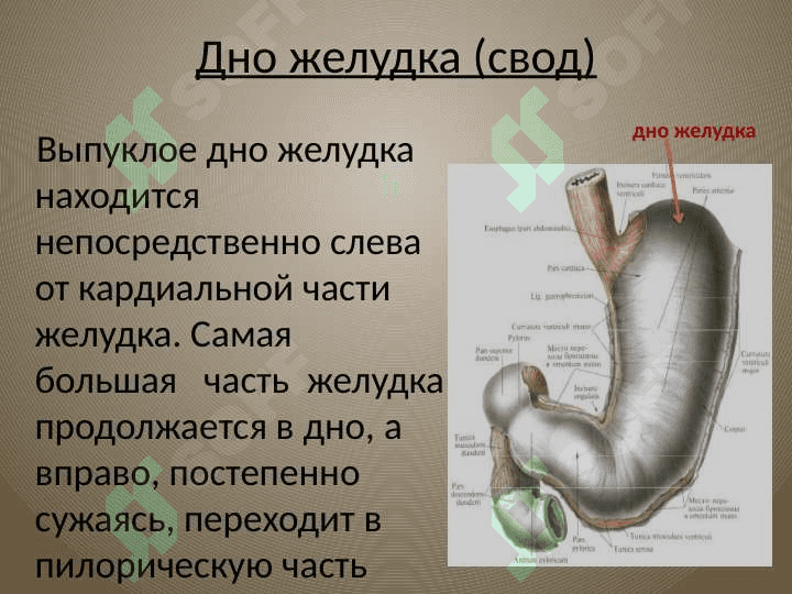 Желудок 4