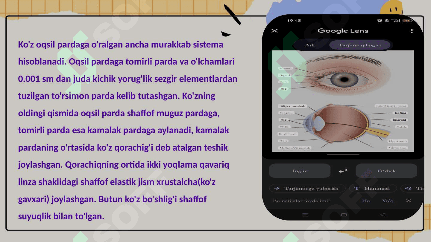 Ko‘zning optik sistemasi 4