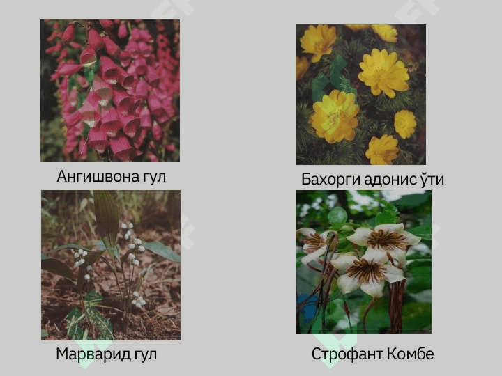Юрак гликозидлари 3