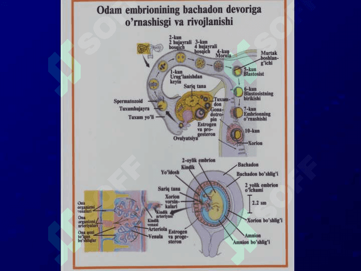 Yo’ldosh shakllanishida dastlabki a’zolarning ro’li 8