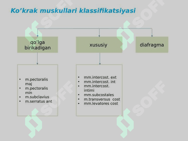 Koʻkrak muskullari 3