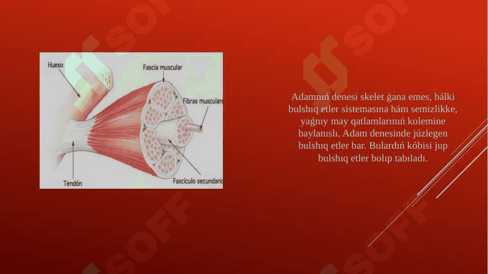 Bulshıq et sisteması kesellikleri 2