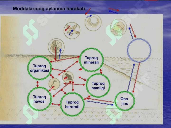Oqsil biosentezining boshqarilishi 3