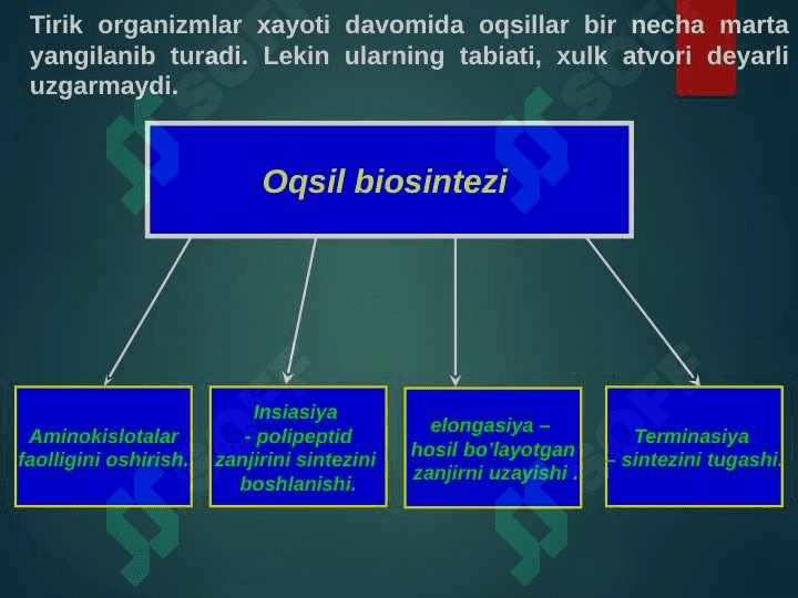 Oqsil biosentezining boshqarilishi 4