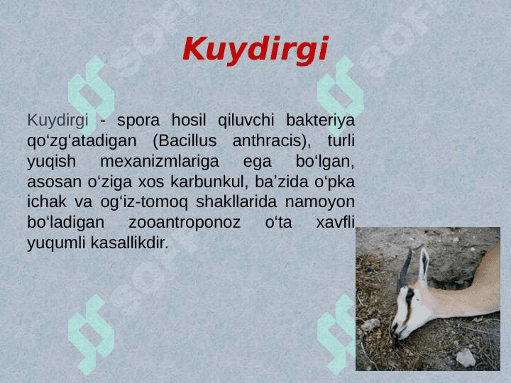 Kuydirgi   tarixi va geografik tarqalishi 3