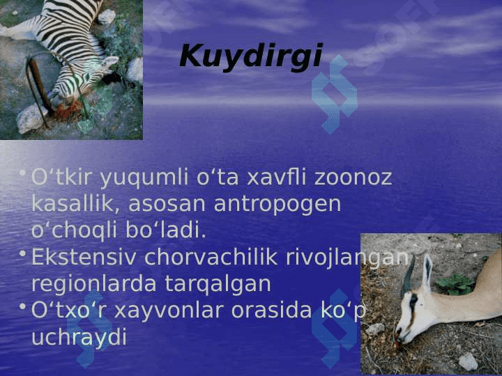 Kuydirgi   tarixi va geografik tarqalishi 2