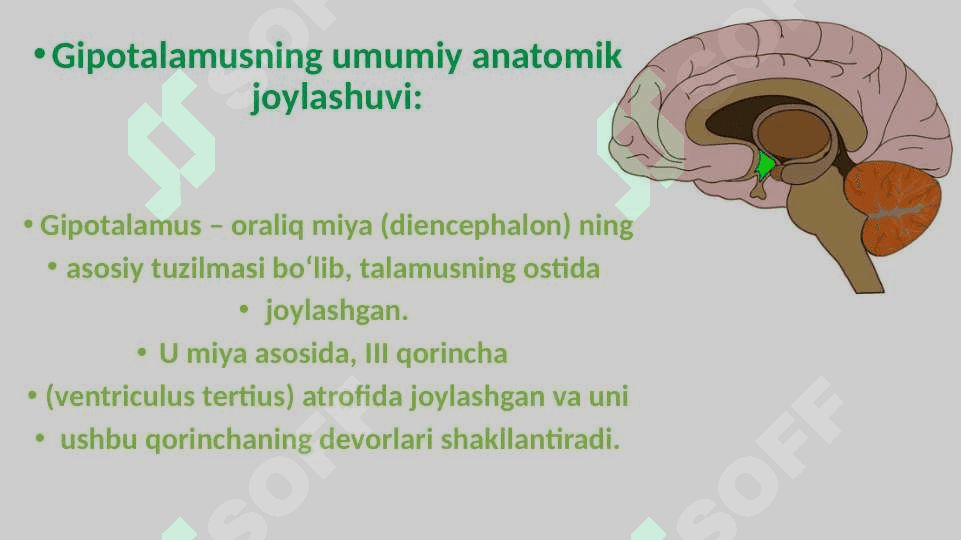 Gipotalamus o’zaklari va ularning klinik ahamiyati 3
