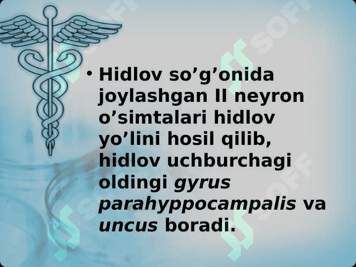 Ta’m bilish va hid bilish a’zolarining funksional anatomiyasi 6