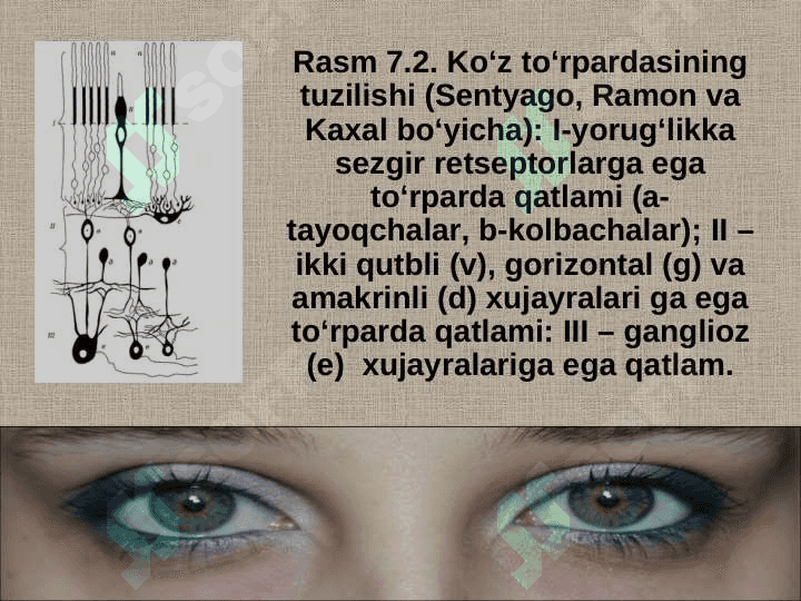KO’ZINGIZNI ASRANG,  KO’Z GIGIYENASI VA KASALLIKLARI 8