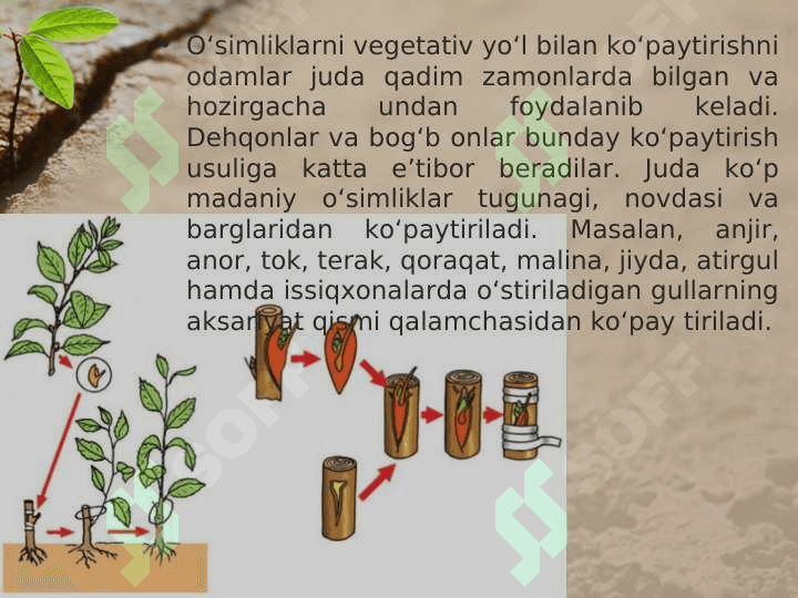 MADANIY O’SIMLIKLARNING VEGETATIV KO’PAYISHI 2