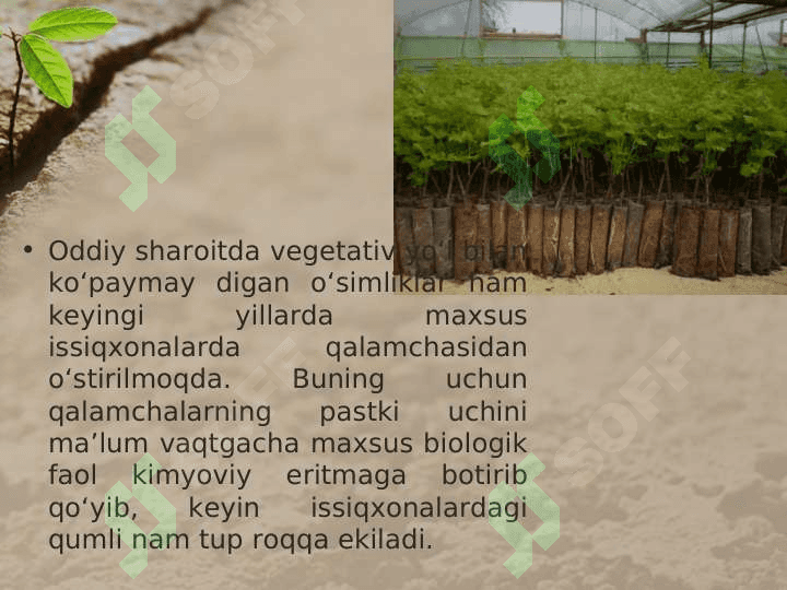 MADANIY O’SIMLIKLARNING VEGETATIV KO’PAYISHI 4