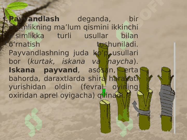 MADANIY O’SIMLIKLARNING VEGETATIV KO’PAYISHI 5
