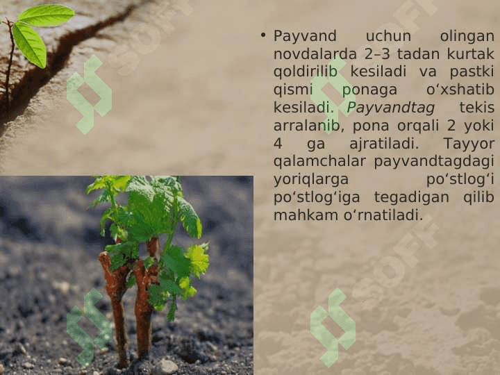 MADANIY O’SIMLIKLARNING VEGETATIV KO’PAYISHI 7
