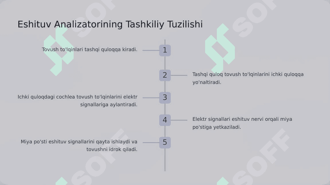 Ichki quloq eshituv va muvozanat analizatorlarini o'tkazuv yo'li 5