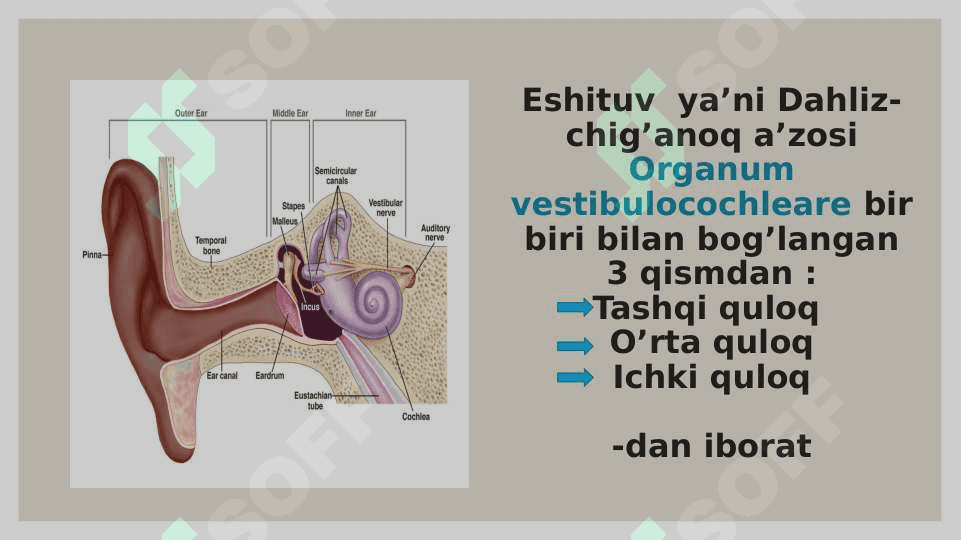 Eshituv analizatorlari. 2
