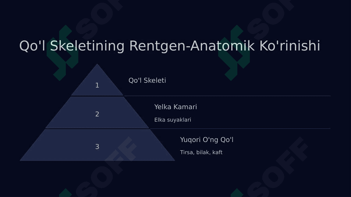 Qo'l, oyoq, Chanoq skeleti rentgenoanatomiyasi 4