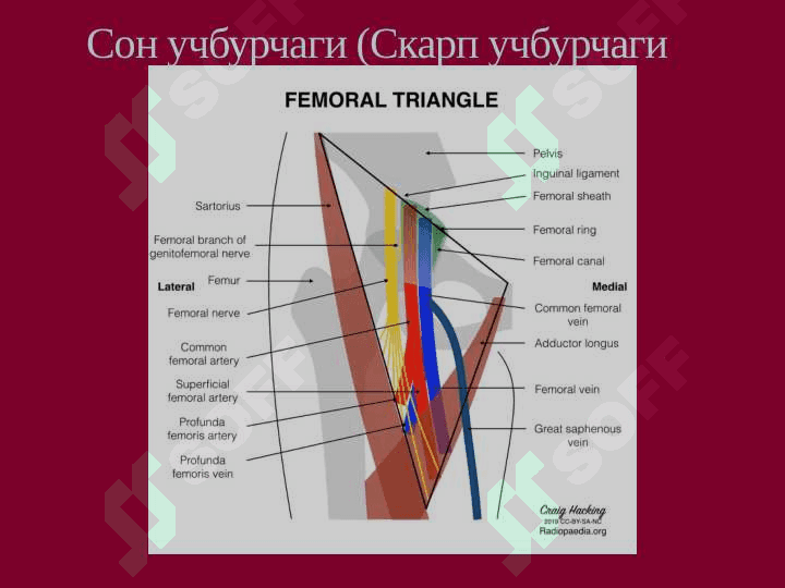 ОЁҚНИНГ ТОПОГРАФИК АНАТОМИЯСИ 8