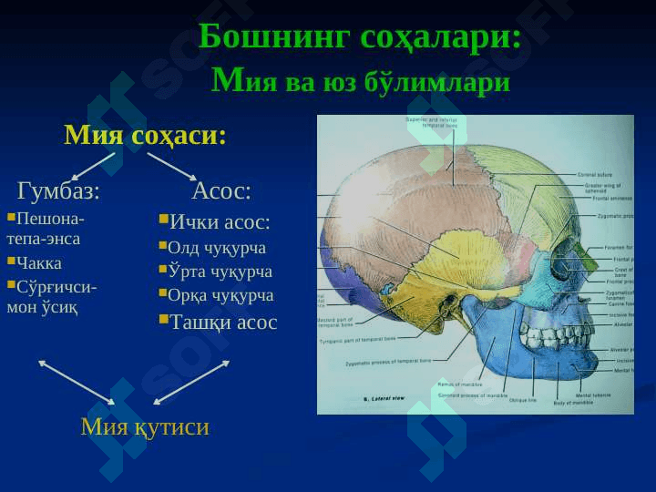БОШНИНГ КЛИНИК АНАТОМИЯСИ 4