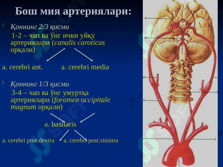 БОШНИНГ КЛИНИК АНАТОМИЯСИ 7