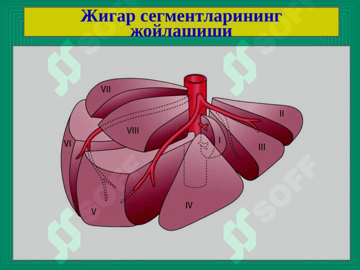 Jigar kasallilar ppt 3