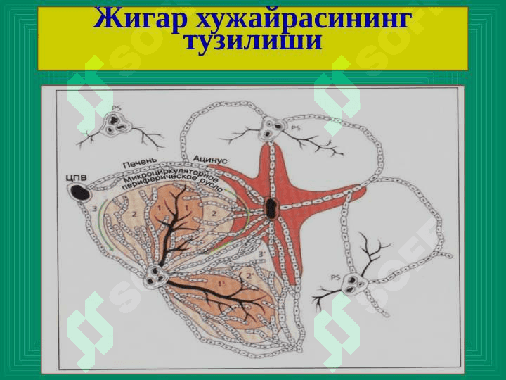 Jigar kasallilar ppt 4