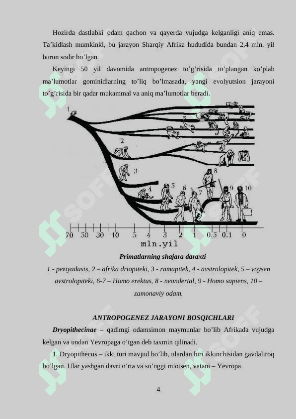 Antropogenezning asosiy bosqichlari 4