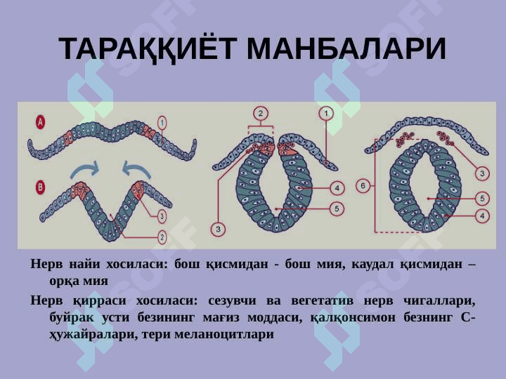 Nerv sistemasi ppt 3