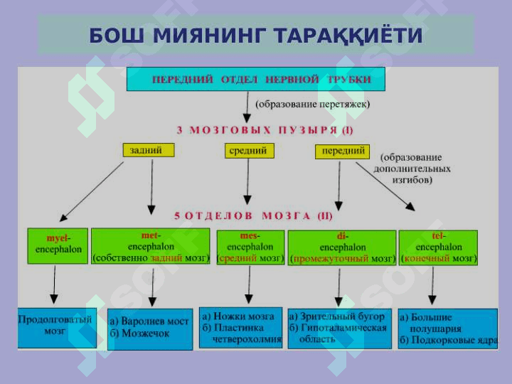 Nerv sistemasi ppt 4
