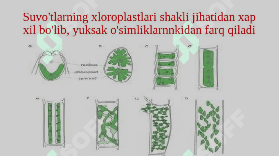 Suv o’tlari (Algae) bo’limi 3