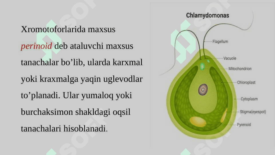 Suv o’tlari (Algae) bo’limi 4