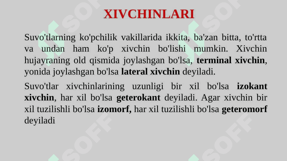 Suv o’tlari (Algae) bo’limi 5