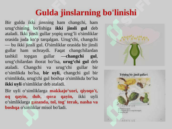 Gulning tuzilishi, tiplari va vazifasi. 5