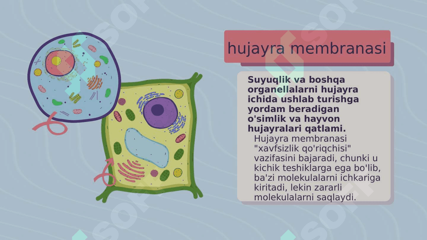 O'simlik va hayvon hujayralari 6