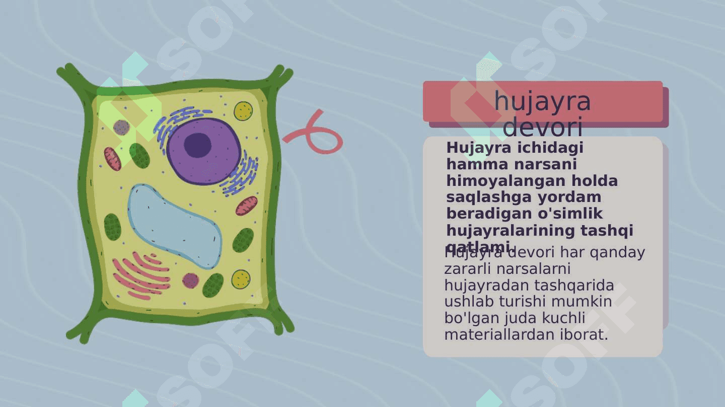 O'simlik va hayvon hujayralari 7