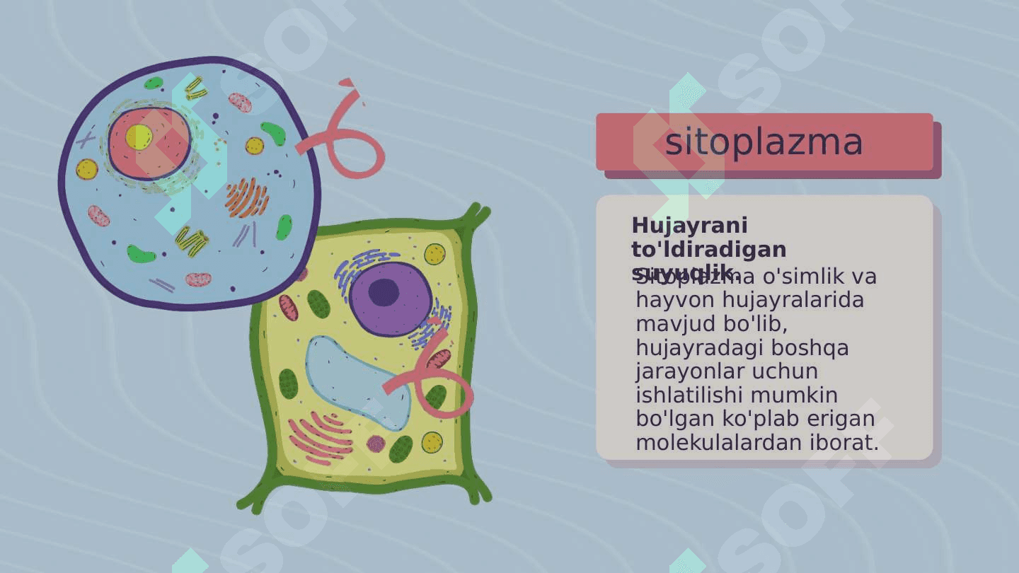 O'simlik va hayvon hujayralari 8