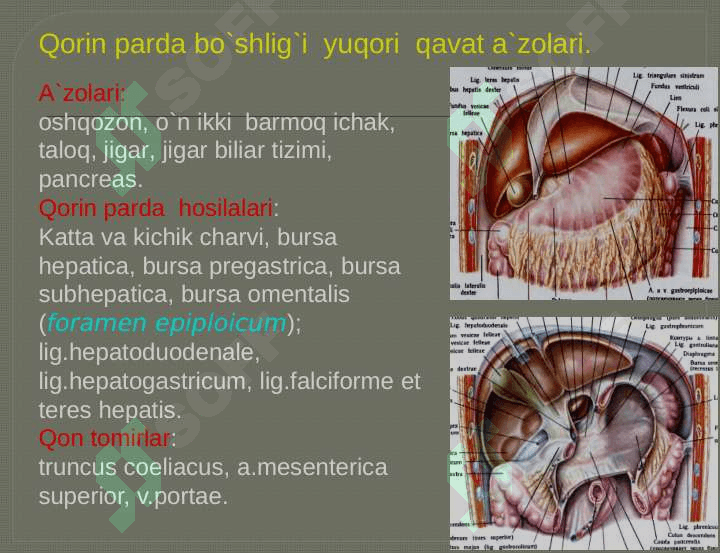 Qorin bo`shlig`ining klinik anatomiyasi. A`zolarda o`tkaziladigan operatsiyalar 4