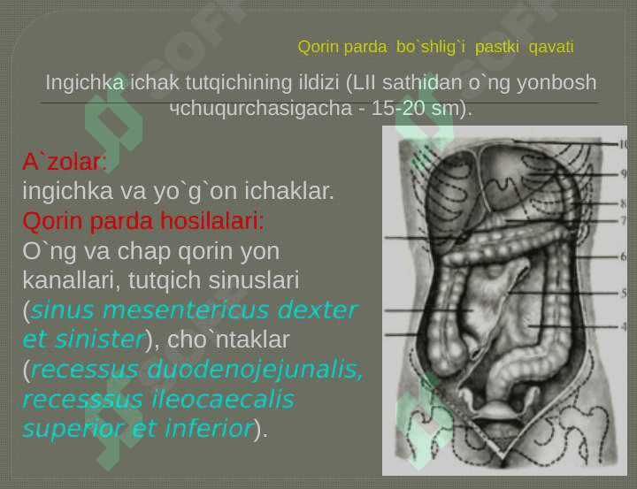 Qorin bo`shlig`ining klinik anatomiyasi. A`zolarda o`tkaziladigan operatsiyalar 5