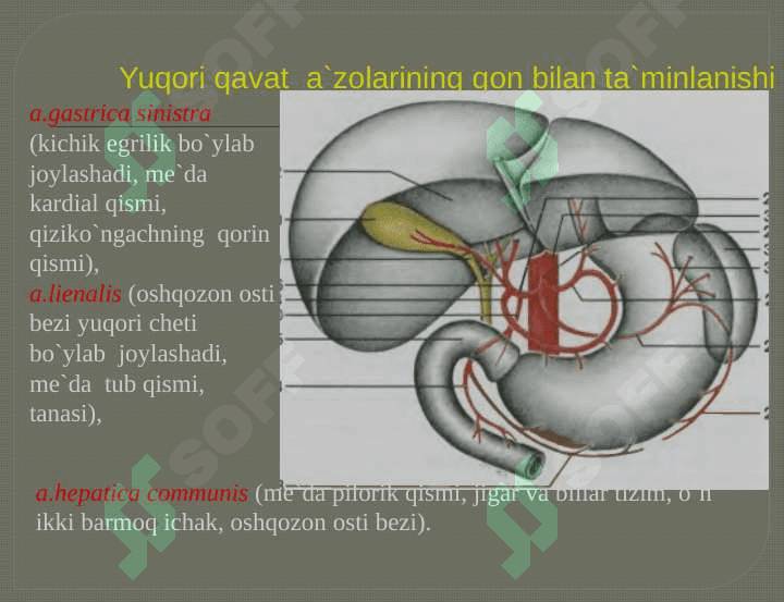 Qorin bo`shlig`ining klinik anatomiyasi. A`zolarda o`tkaziladigan operatsiyalar 7
