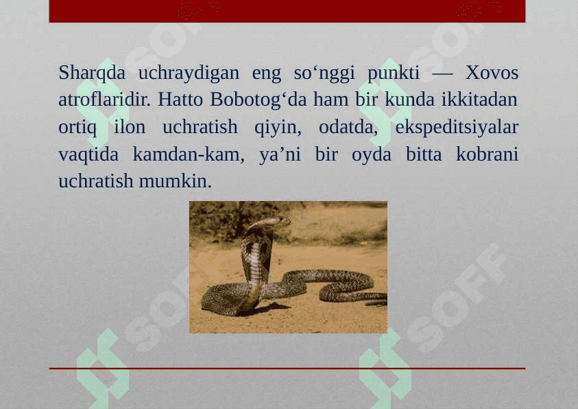 O‘rta Osiyo kobrasi 4