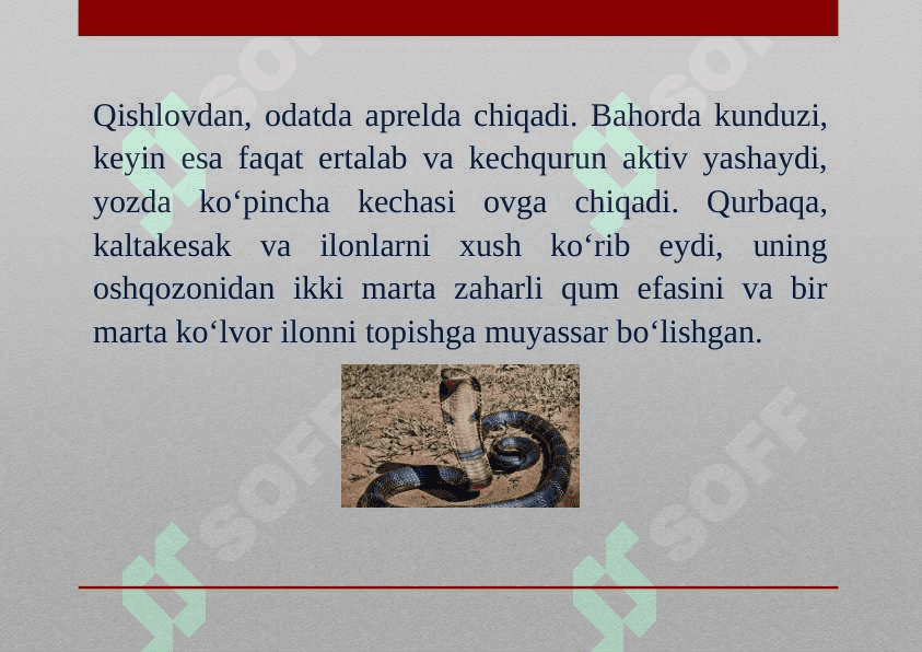 O‘rta Osiyo kobrasi 6