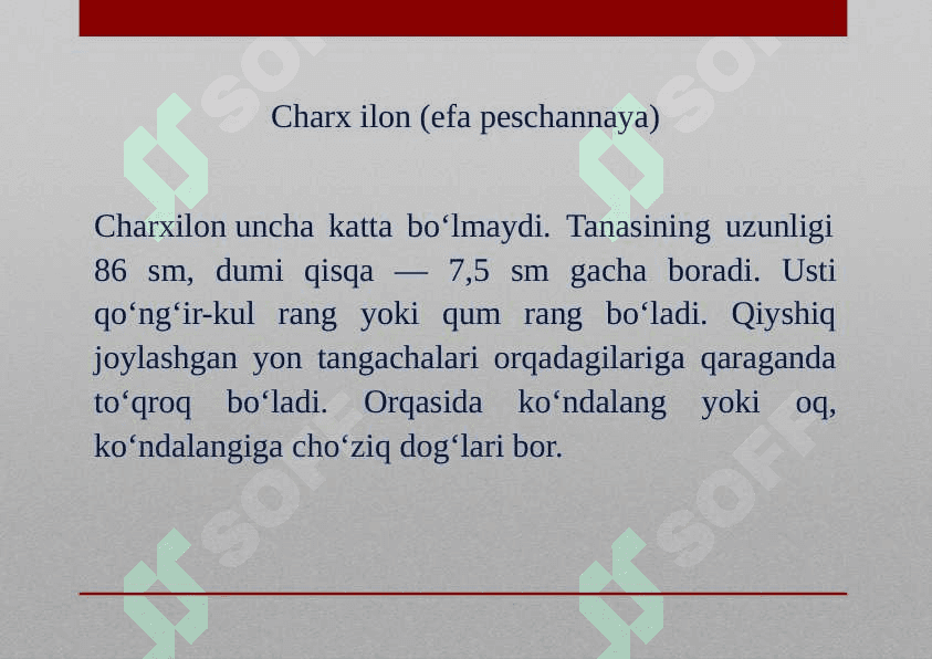 O‘rta Osiyo kobrasi 7