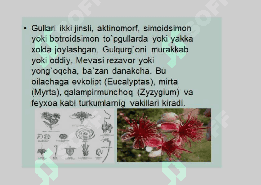 Mirtanamolar qabilasi. 5