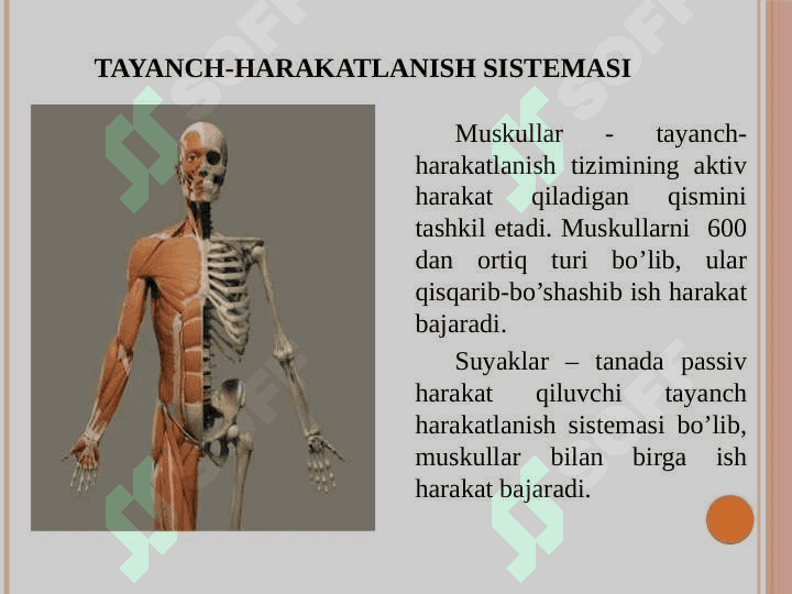 Tayanch va hazm tizimi 4