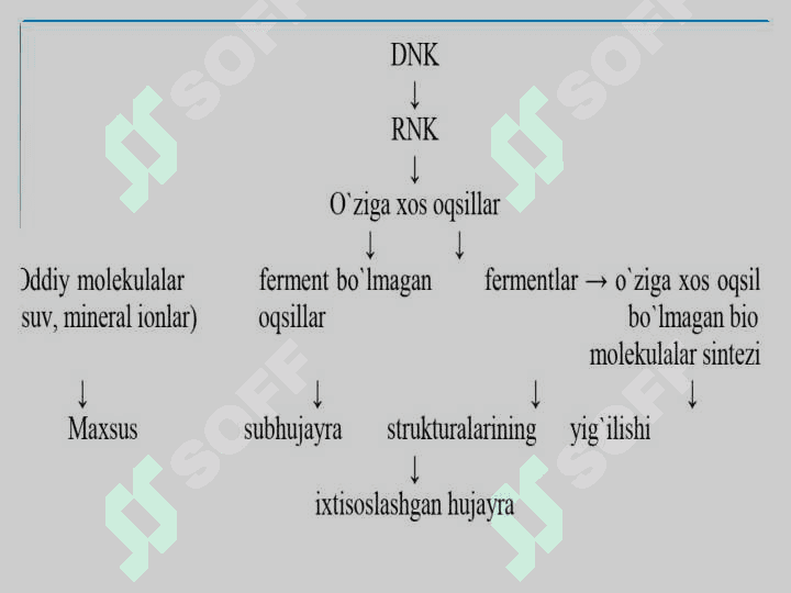 Irsiy axborot utish yullari. Molekulyar biologiyaning markaziy postulati 6