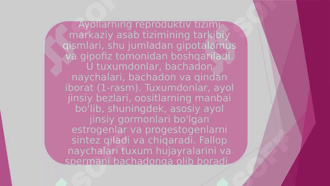 Ayol reproduktiv  tizimi anatomiyasi 3