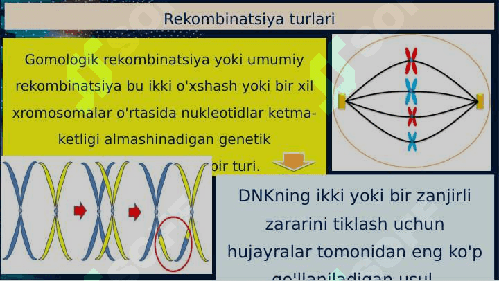 DNK rekombinatsiyasi 4